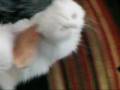The Petting-Seeking Behavior of Bela, a Persian Cat