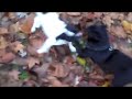 Video 16
