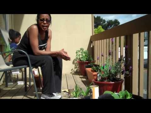 how to transplant aloe
