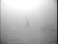 Ice Fishing - Jigging bluegill Ice Fishing - Jigging bluegill