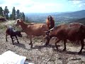 Cabra sabe comer à mesa em Terras de Bouro Cabra sabe comer à mesa em Terras de Bouro