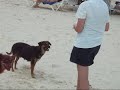 Stray dogs at Secrets Maroma