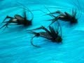 Tying Davie's Black Cricket by Davie McPhail.