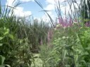 Montezuma Marsh