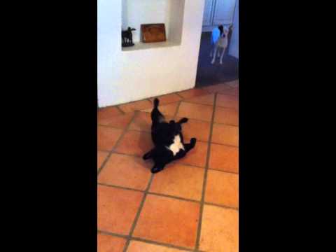 perro de pelea cordobes