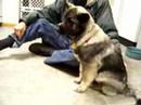 Elkhound Puppy #5