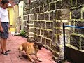 Protection Dog Training (Training a Decoy)