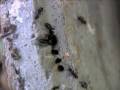 videos de Carpenter Ant Nest closeup in deer feeder
