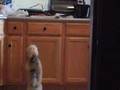Bichón Habanero video
