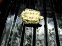 turtle piss very funny!!! turtle piss very funny!!!