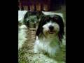 videos de ジェマのワンちゃん達　Dixi and Tobi 　その後は『ザ*チャーチルズ』にて
