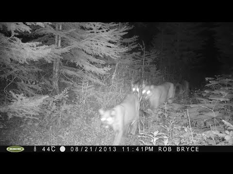 how to trail camera