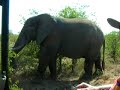 elephant urinating