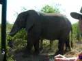 elephant urinating