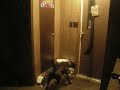 my dog harley