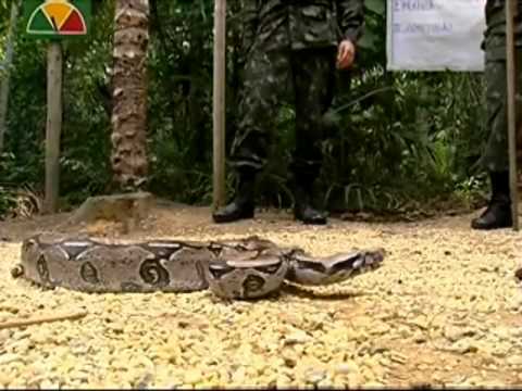 Atores da Globo no Curso de Guerra na Selva