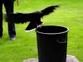 Owl Sanctary