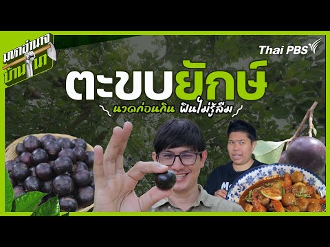 ตะขบยักษ์ นวดก่อนกิน ฟินไม่รู้ลืม | มหาอำนาจบ้านนา