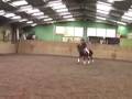lusitano for dressage