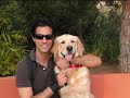 Ektoras our Golden Retriever