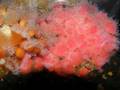 Oregon Coast Aquarium DUI TEST Snorkle Divers Awesome