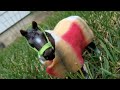 Schleich Photos