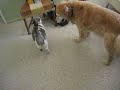my cat bullies my dog. how embarrassing...