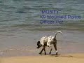PR Mounted Police Beach Training Day