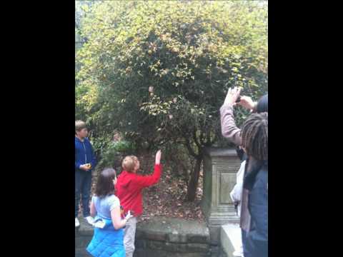 See video
