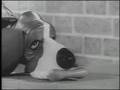 Gaylord the Dog TV Commercial