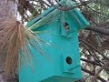 Baby bird in a birdhouse