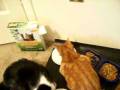 videos de Feeding Time
