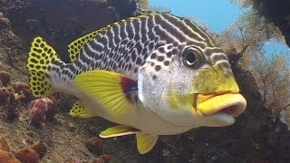 Khmer Documentary - Great Barrier Reef Nature's Miracles Nature Documentary