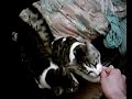 Cute Cat Cam 5 Cute Cat Cam 5
