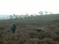 Walking in Pinestone valley, Tasmania