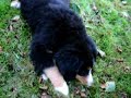 bernese mountain dog irma DK