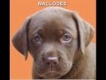 Labradores muy tiernos!