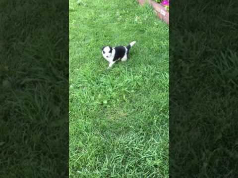 Border Collie Male Puppy