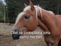 Vilpu