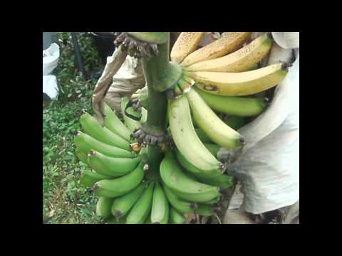 how to harvest dwarf bananas