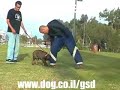 German Shepherd puppy 3,5 months old Killjoy Lev Praee German Shepherd puppy 3,5 months old Killjoy Lev Praee