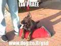 German Shepherd puppy 3,5 months old Killjoy Lev Praee