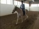 2003 Animal Hall of Fame - Therapy (horse)