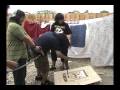 videos de Zomb B Gone