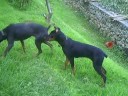 Dobermans running.