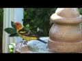 Western Tanager taking a bath -- Oropendola Western Tanager taking a bath -- Oropendola