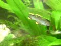 Our aquarium at feeding time (tropical freshwater) Our aquarium at feeding time (tropical freshwater)