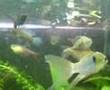 Our aquarium at feeding time (tropical freshwater)