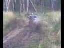 me and jako in the bush me and jako in the bush