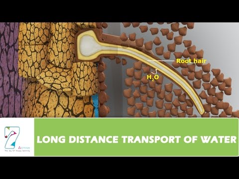 how to collect xylem sap